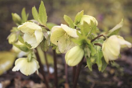 Christmas roseの写真素材