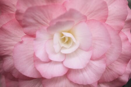 Begoniaの写真素材