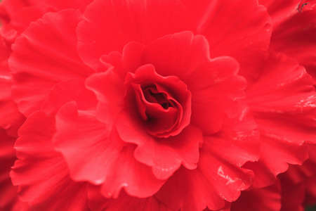 Begoniaの写真素材