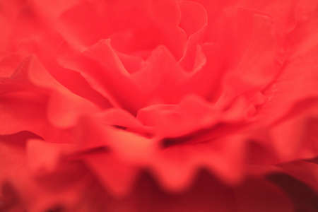 Begoniaの写真素材