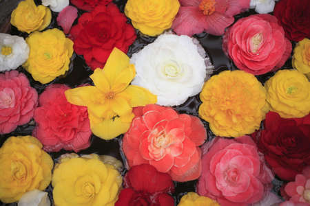 Begoniaの写真素材