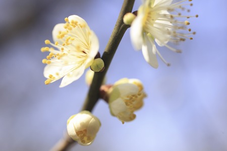 Plum blossomの写真素材