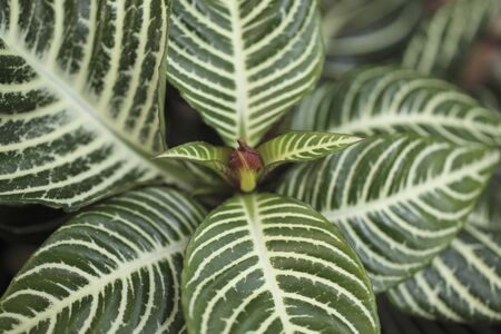 Leaf veins