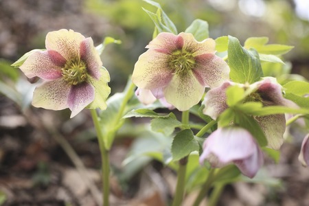 Christmas roseの写真素材