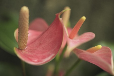 Anthuriumの写真素材