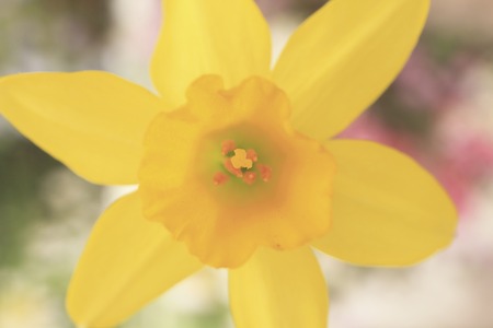 Narcissus flowersの写真素材