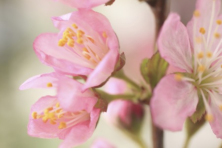 Plum blossomの写真素材