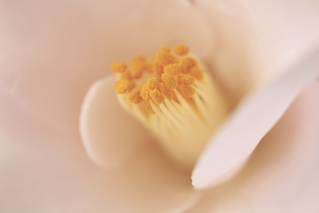 Camellia
