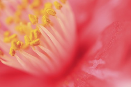 Camelliaの写真素材