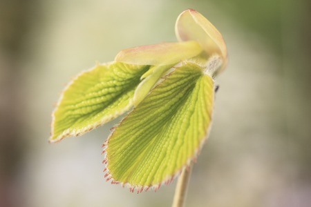 Kirishimamizuki budの写真素材