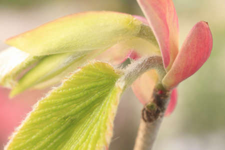 Kirishimamizuki budの写真素材