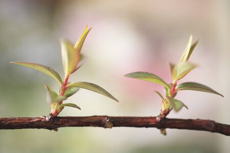 Wakabaの写真素材