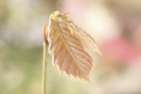 Bud