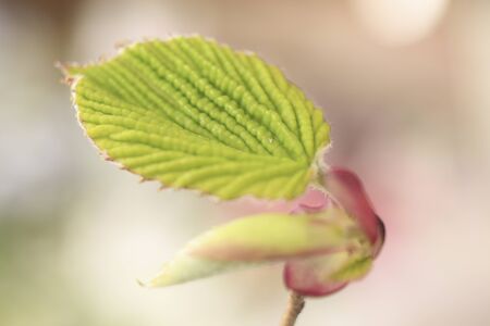 Bud