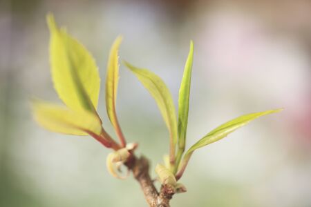Bud