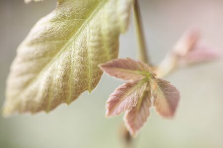 Bud