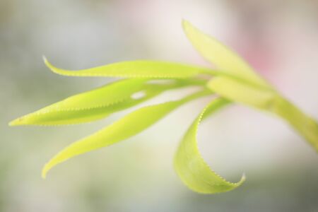 Bud