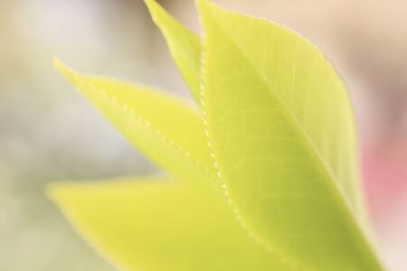Bud