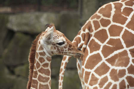 Children's giraffeの写真素材