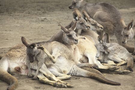 Kangarooの写真素材