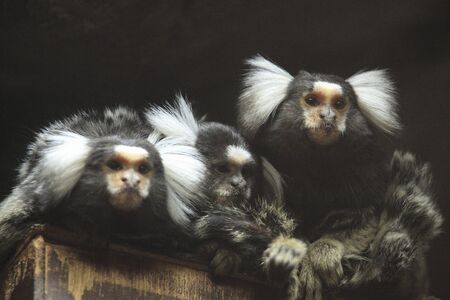 Como marmosetの写真素材