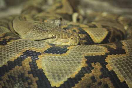 Snake