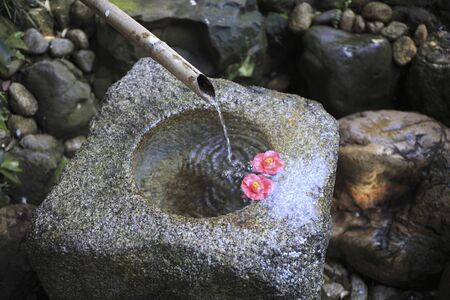 Tsukubai in Camelliaの写真素材