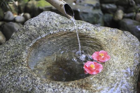 Tsukubai in Camelliaの写真素材