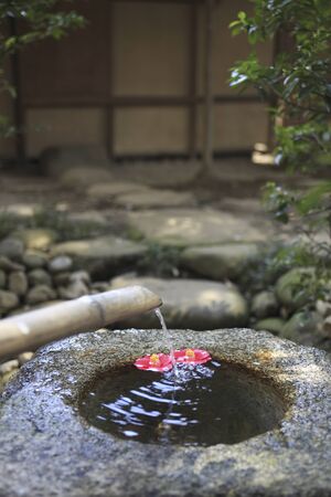 Tsukubai in Camelliaの写真素材