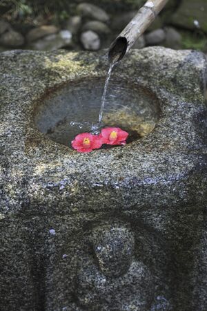 Tsukubai in Camelliaの写真素材