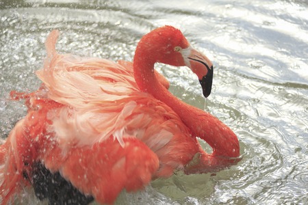 Bathing Flamingo
