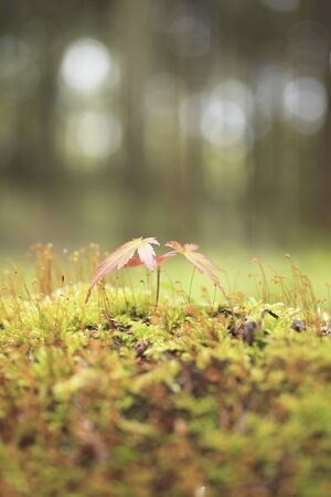 Maple Leaf and MOSS