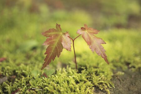 Maple Leaf and MOSSの写真素材