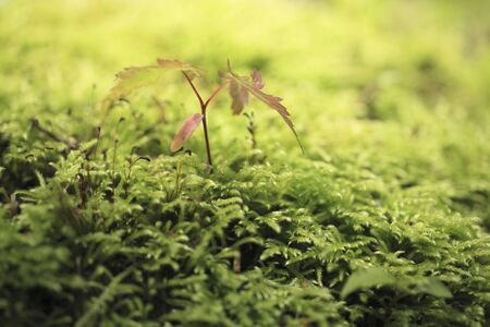 Maple Leaf and MOSS