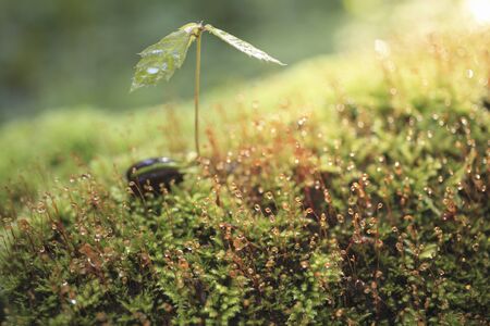Buds of Quercus serrataの写真素材