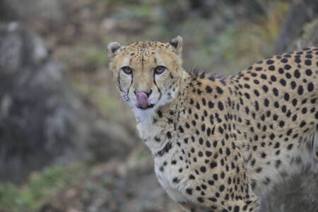 Cheetahの写真素材