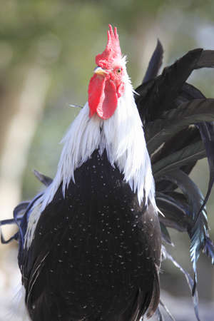 Chickenの写真素材