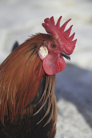 Chickenの写真素材
