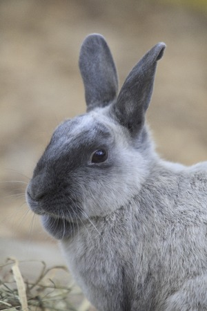 Rabbitの写真素材