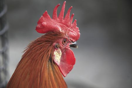 Chickenの写真素材