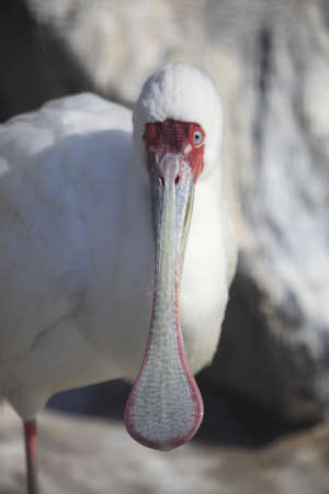 Spoonbill