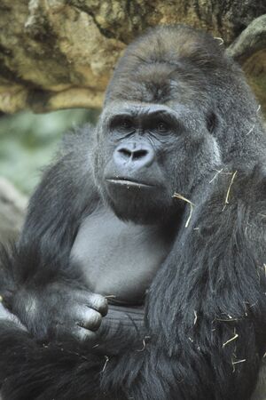 Gorilla