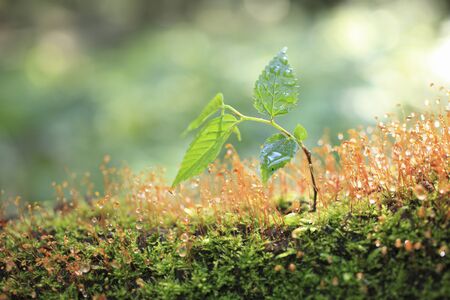 MOSS and sprouting