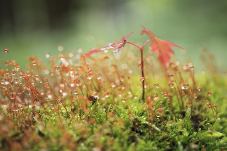 MOSS and the maple leafの写真素材