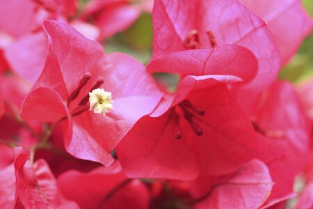 Bougainvillea