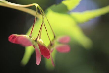 Maple fruitの写真素材