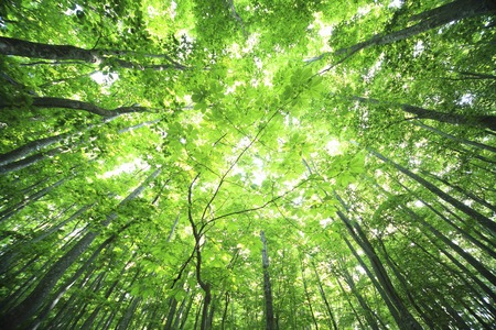 Green beech forestsの写真素材
