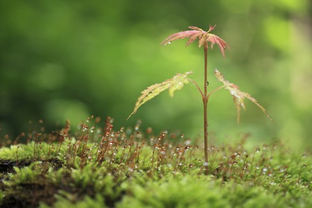MOSS and the maple leafの写真素材