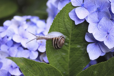 Hydrangea and snailの写真素材