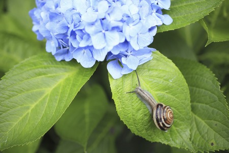 Hydrangea and snailの写真素材